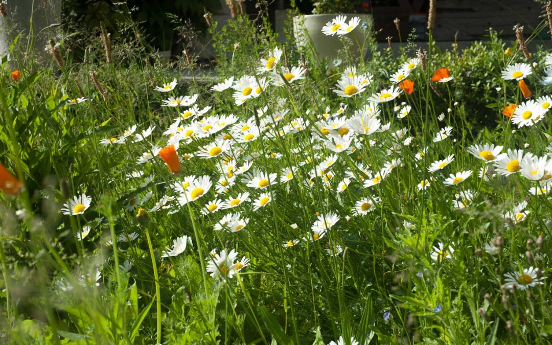 Le petit jardin de la cour