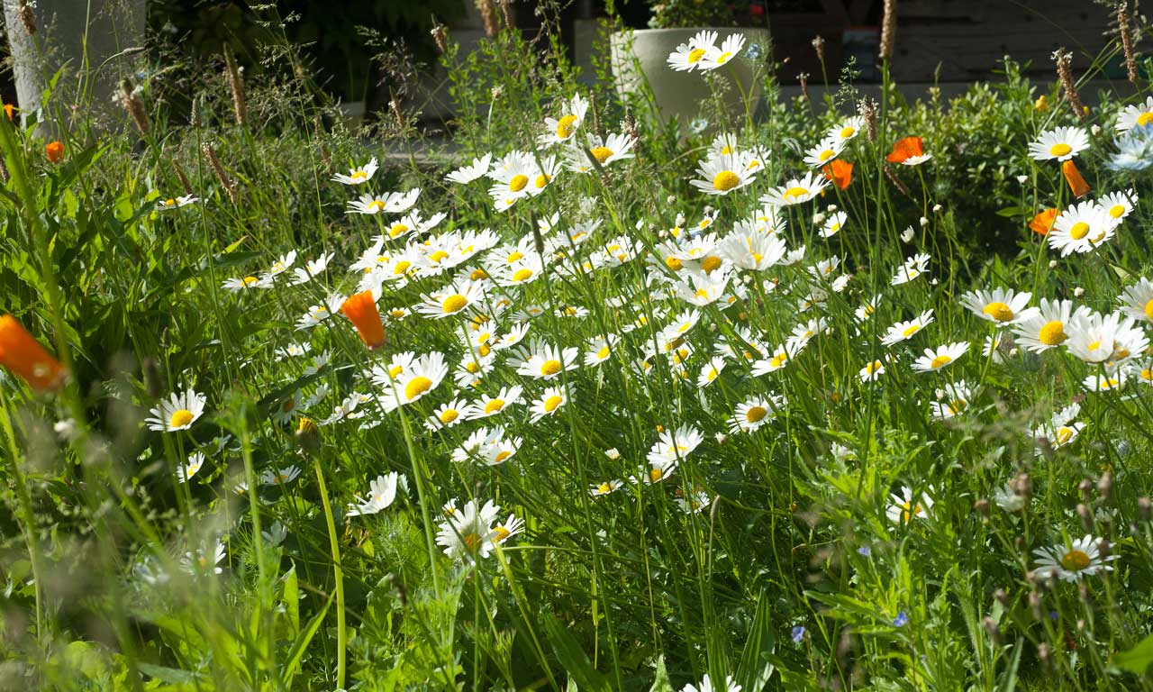 Le petit jardin de la cour